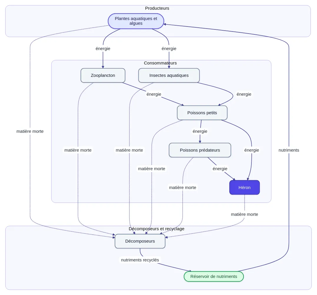 Food web of a freshwater ecosystem
